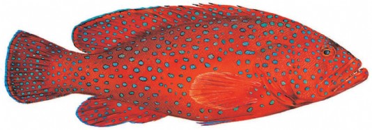 Coral hind
