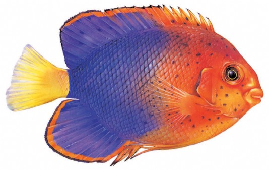 Japanese pygmy angelfish