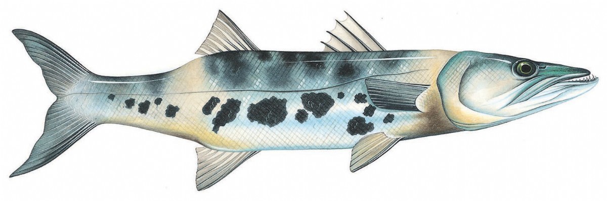 Barracuda