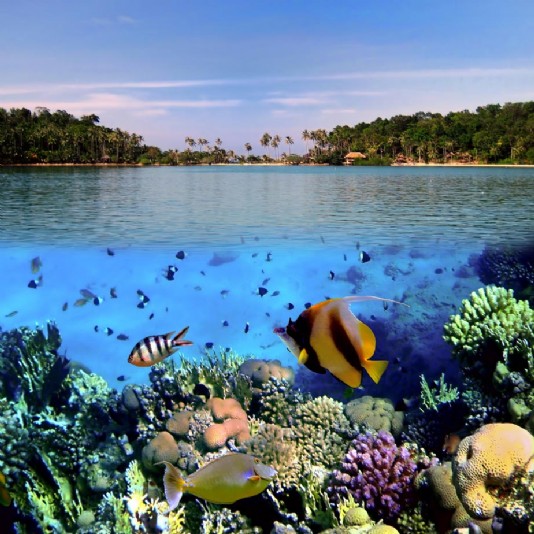 Coral reef fish in shallow tropical waters