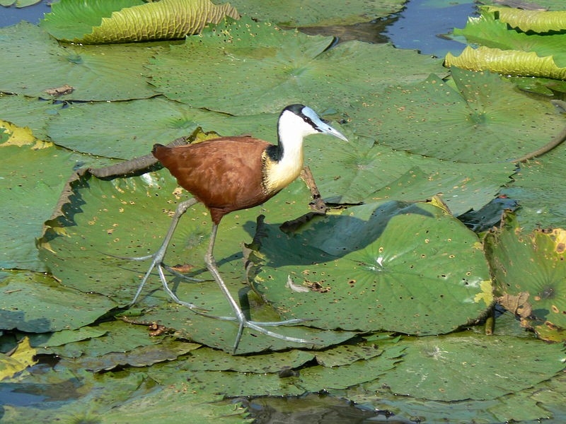 A jacana's long toes spread its weight