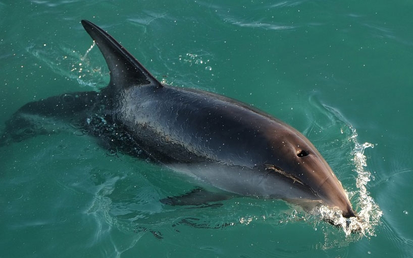 A dolphin’s smooth body reduces friction.