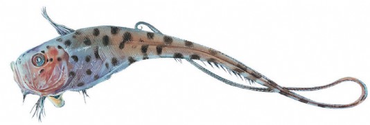 Rat-tail