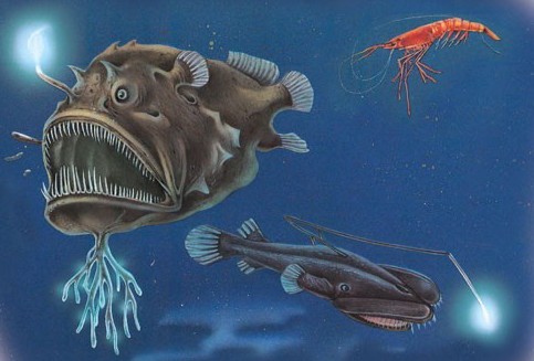 Anglerfish