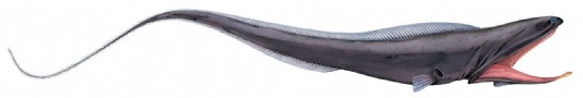 Gulper eel