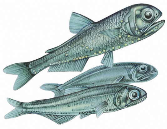 Lanternfish