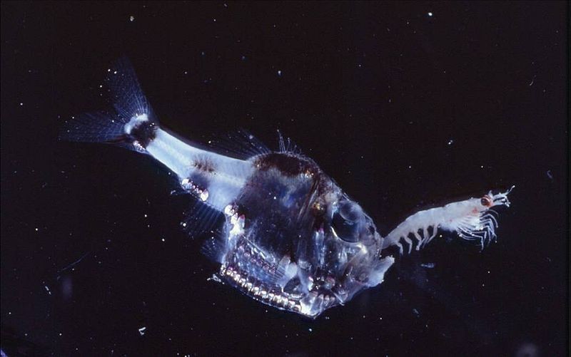Half-naked hatchetfish