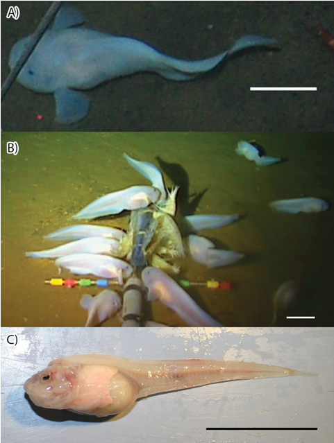 Pseudoliparis swirei, a hadal snailfish