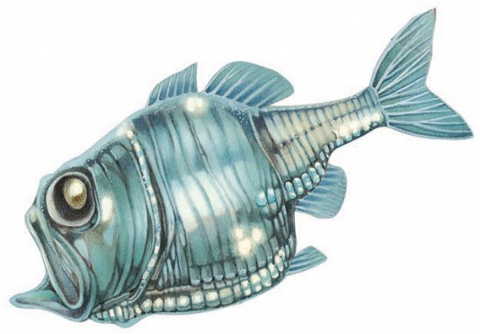 Hatchetfish