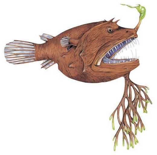 Anglerfish