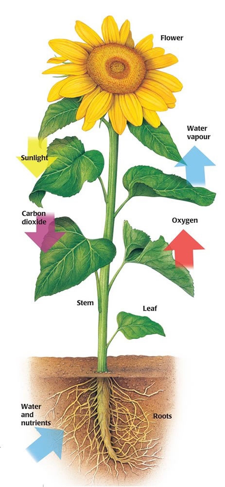 A diagram of photosynthesis