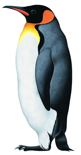 A penguin has natural insulation