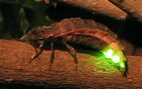 Female glow worm giving off light