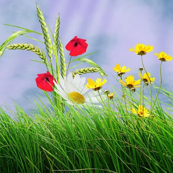 Grass and flowers reflect different colours of light.