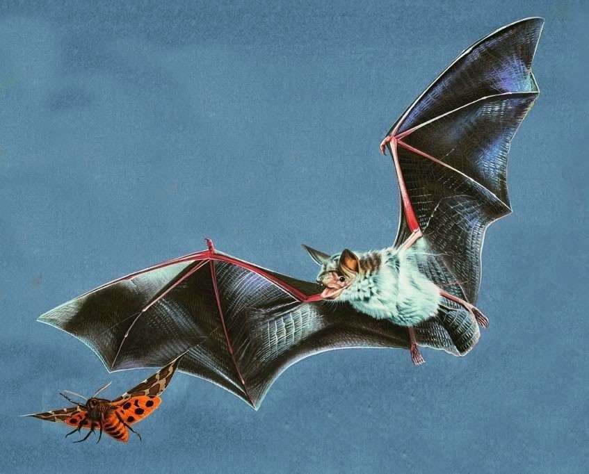 A bat hunting a moth using ultrasound