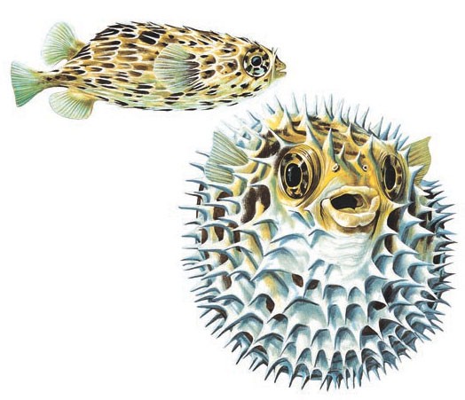 Porcupinefish