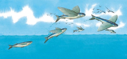 Flyingfish