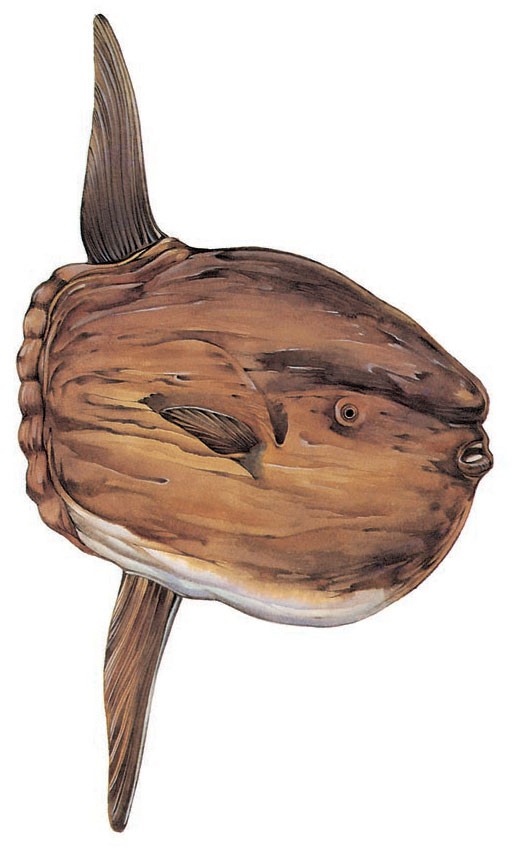 Ocean sunfish
