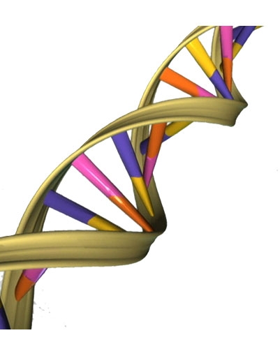 Diagram of DNA