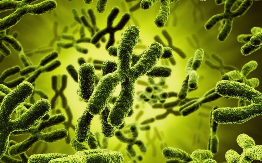 Chromosomes inside a cell nucleus