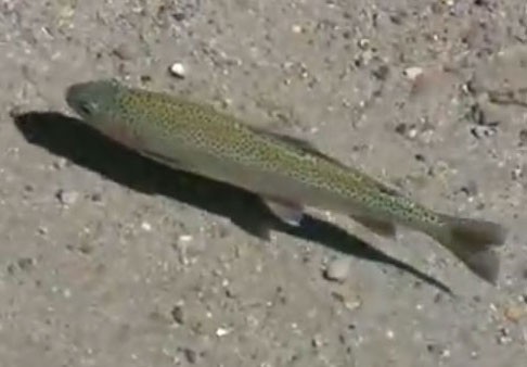 A trout swimming