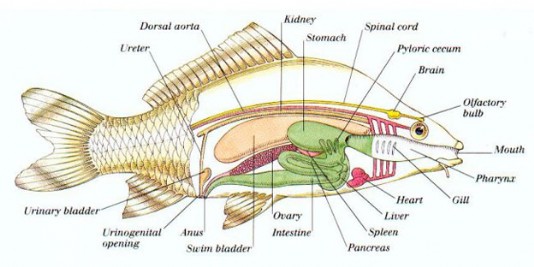 Internal organs of a fish