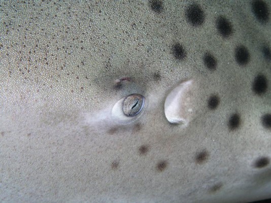 A close up of a shark's skin