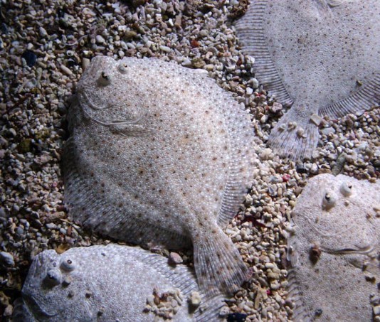 Flounder