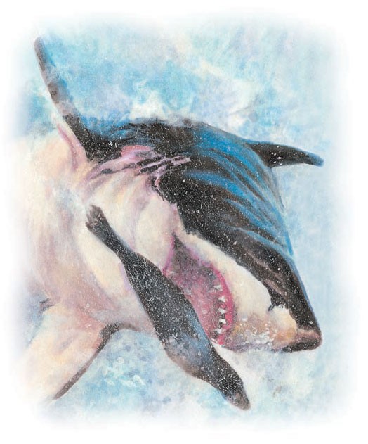 A great white attacking a seal