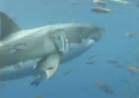 Great white shark swimming