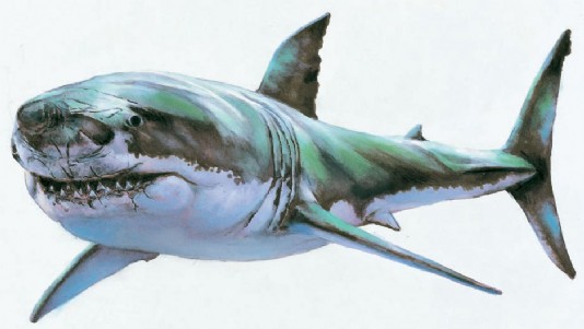 Great white shark