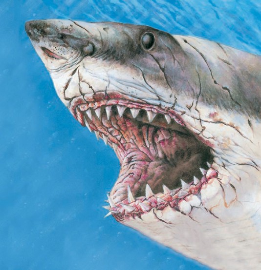 A close-up view of the great white's awesome teeth