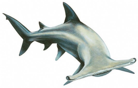 Great hammerhead shark