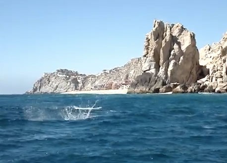 Manta rays leaping out of the water