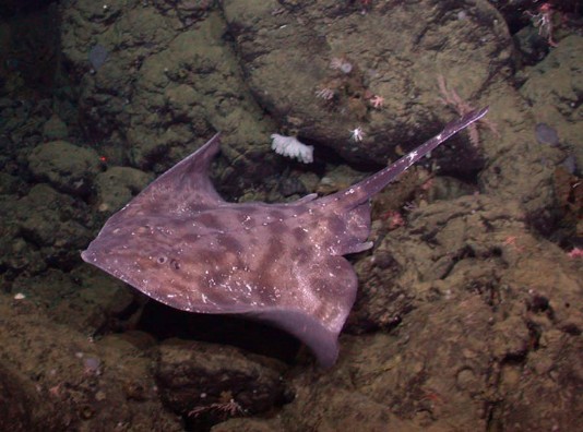 Broad skate