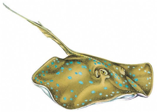 Stingray