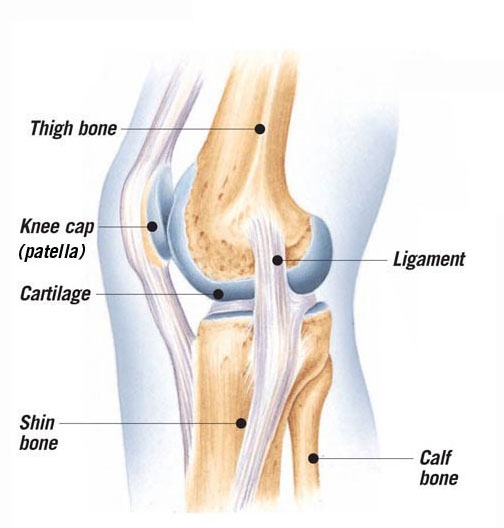 A knee joint
