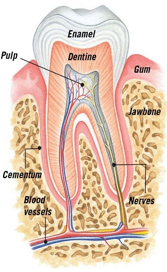 Inside a tooth