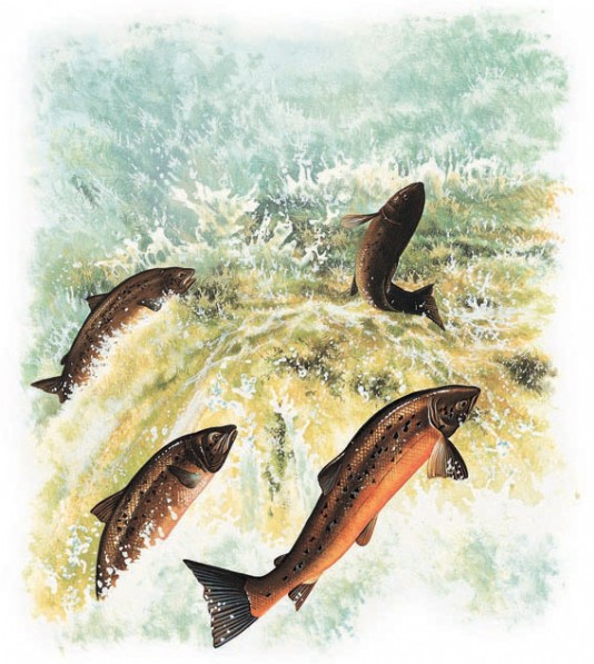 Salmon leaping upstream against a waterfall.