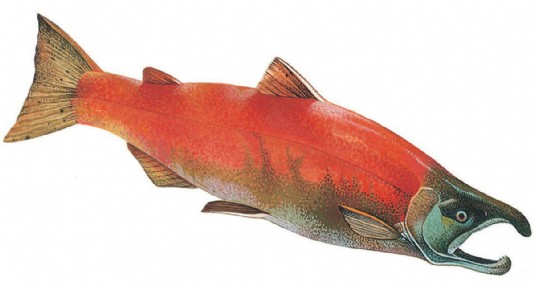 Sockeye salmon