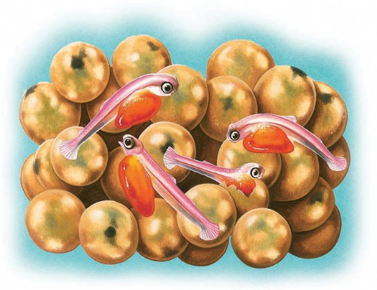 Eggs and young salmon, called alevins