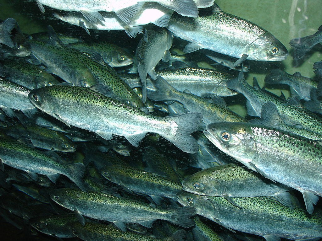 A shoal of Chinook salmon