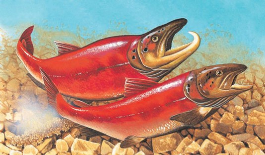 As the female lays her eggs, the male fertilizes them.