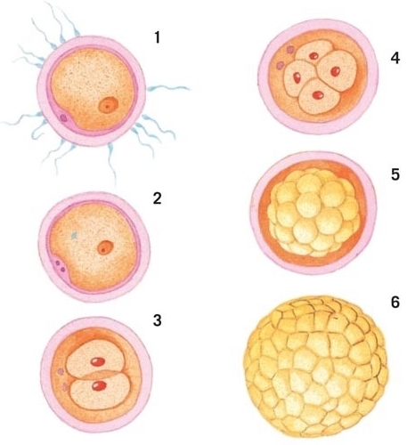 Fertilization and the dividing cells