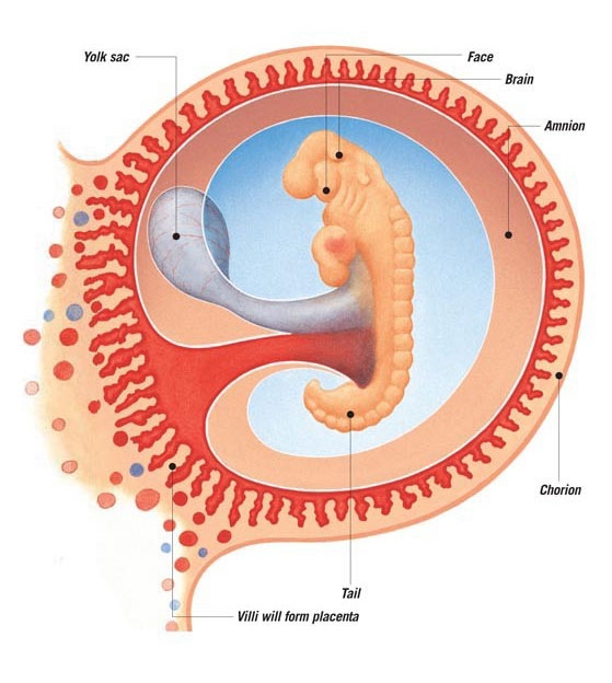An embryo at three weeks