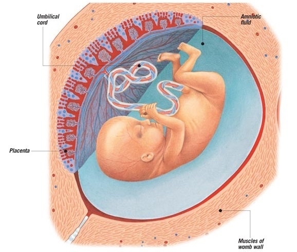 A foetus 12 weeks after fertilization
