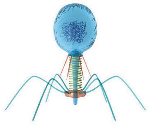 Bacteriophage, a large virus that attacks bacteria