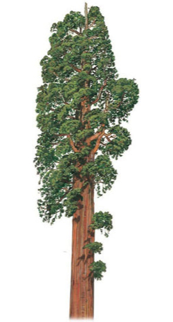 A giant sequoia, a kind of redwood
