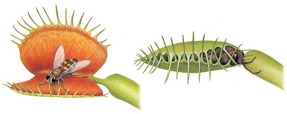 Venus fly-trap