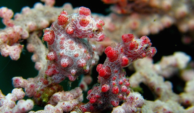 Pygmy seahorses
